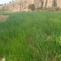 فروش تیم پیاز و ترپیاز درجه یک