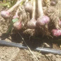 سیر علفی