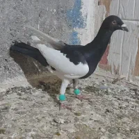 کبوتر قلدر پرشی،یهودی