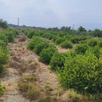 باغ مخصوص ویلا|فروش خانه و ویلا|رودان, |دیوار