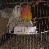 کوتوله برزیلی