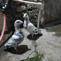 کبوتر|پرنده|گرگان, |دیوار