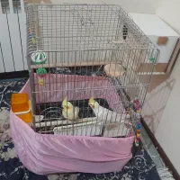 پرنده عروس هلندی لوتینو