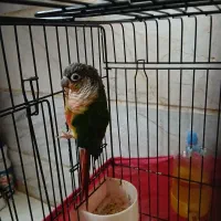 پرنده طوطی گرینچیک|پرنده|تهران, صادقیه|دیوار