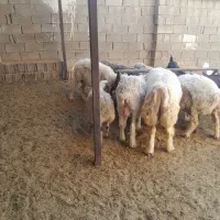 گوسفند
