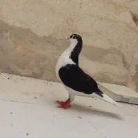 کبوتر
