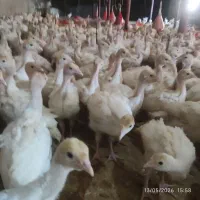 جوجه بوقلمون بیوتیک 6