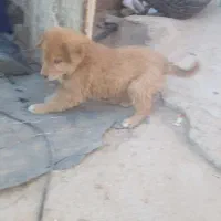 واگذاری توله پژدر