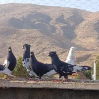 شهری و بهبونی همه هوایی نر مس.