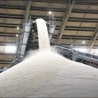 همکاری خانوم و آقا در بسته بندی قند و شکر