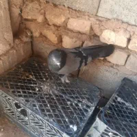 کفترنقش وصداکن|پرنده|خمینی‌شهر, |دیوار