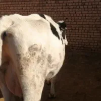 فروش گاو کشتاری جوان|حیوانات مزرعه|شال, |دیوار