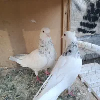 کفتر طوقی|پرنده|تهران, شیخ هادی|دیوار