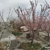 فروش-باغچه-نقلی-480-متری-قیمت-1-250-000-000-تومان