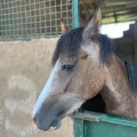 کره اسب ابرش|اسب و تجهیزات اسبسواری|رشت, توشیبا|دیوار