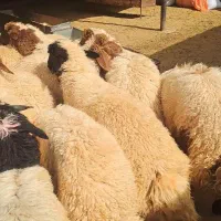 بره صادراتی