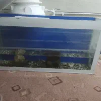 آکواریوم سالم. بدون. مشکل.