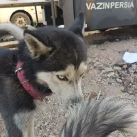 هاسکی جفت با توله|سگ|تهران, والفجر (افسریه)|دیوار