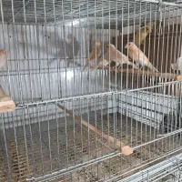 فروش قناری مختلف