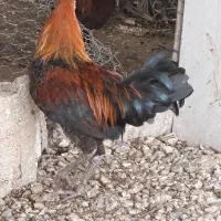 خروس