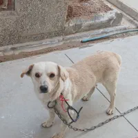 سگ پاکوتاه باهوش و بازی گوش|سگ|قرچک, شهرک صنعتی قرچک|دیوار