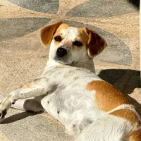 واگذاری|سگ|کازرون, |دیوار