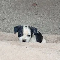 حیوان خانگی|سگ|نیشابور, حقیه|دیوار