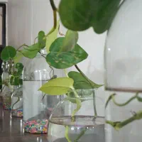 شلف دیواری|کتابخانه، شلف، قفسه‌های دیواری|کرمان, |دیوار
