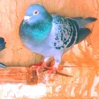 کفتر