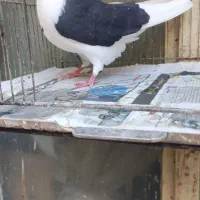 کبوتر پرشی هم جوجه هم بالغ