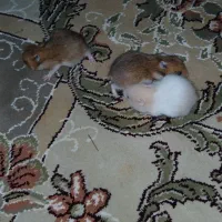 همستر|موش و خرگوش|آبگرم, |دیوار