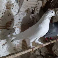 کبوتر پرشی|پرنده|خوی, |دیوار