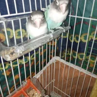 یک طوطی برزیلی کاربونی|پرنده|ارومیه, |دیوار