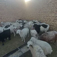 ۲۰راس بره فروشی .نر و ماده