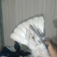 کبوتر و قناری|پرنده|کرمان, |دیوار