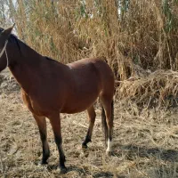 اسب ترکمن|اسب و تجهیزات اسب‌سواری|مانه, |دیوار