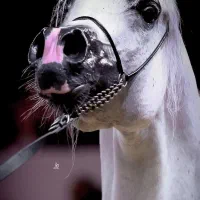 مادیون عرب دوسر‌وارداتی