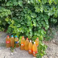 آبغوره تازه انگور