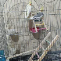 عروس هلندی|پرنده|شهریار, شهرک امیریه|دیوار