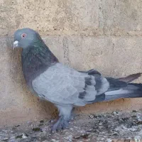 کبوتر|پرنده|فارسان, |دیوار