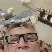 پرنده شما را به سرپرستی قبول میکنم