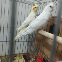 عروس هلندی|پرنده|دلند, |دیوار