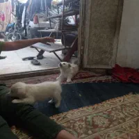 جفت جوجه سگ پامر خرسی روباهی گوش سیخ|سگ|زابل, |دیوار