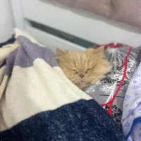 پرشین کت|گربه|چالوس, |دیوار