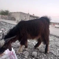 بز نر فروشی