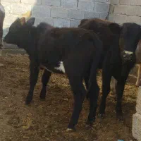 گوساله|حیوانات مزرعه|تهران, امیرآباد|دیوار