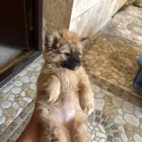 حیوانات|سگ|دورود, |دیوار