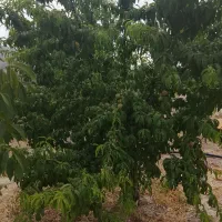 فروش-باغ-شهری-بخش-سیدان