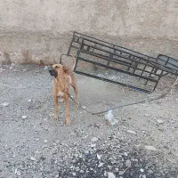 سگ.|سگ|خورموج, |دیوار