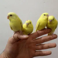 مرغ عشق جوانه گاز نمیگیرند